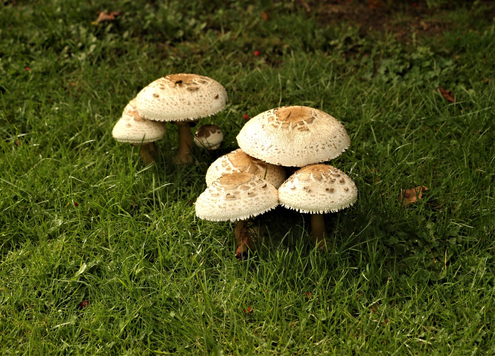 Canon EOS 7D Mark II + Canon EF-S 18-135mm F3.5-5.6 IS STM sample photo. Nature, mushrooms, forest photography