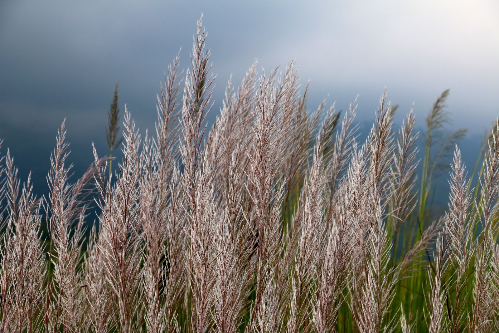 Canon EOS 70D sample photo. Agriculture, clouds, country photography
