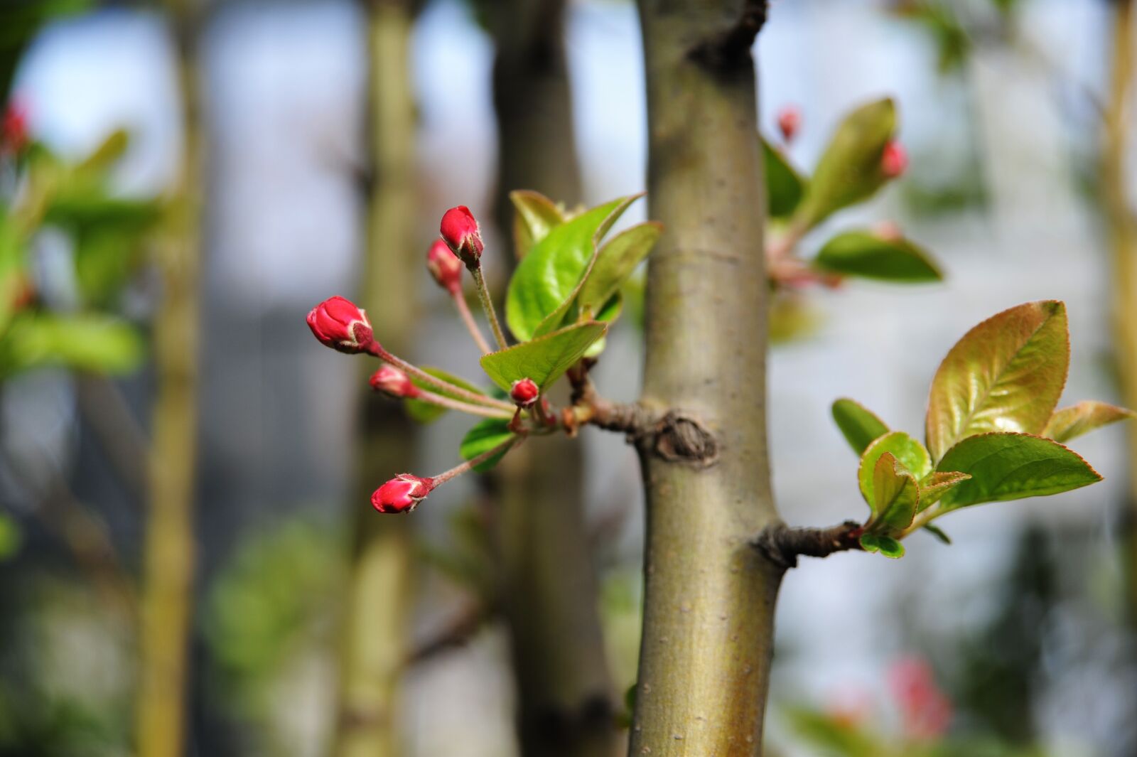 Nikon D700 sample photo. Posted stem begonia, shoots photography