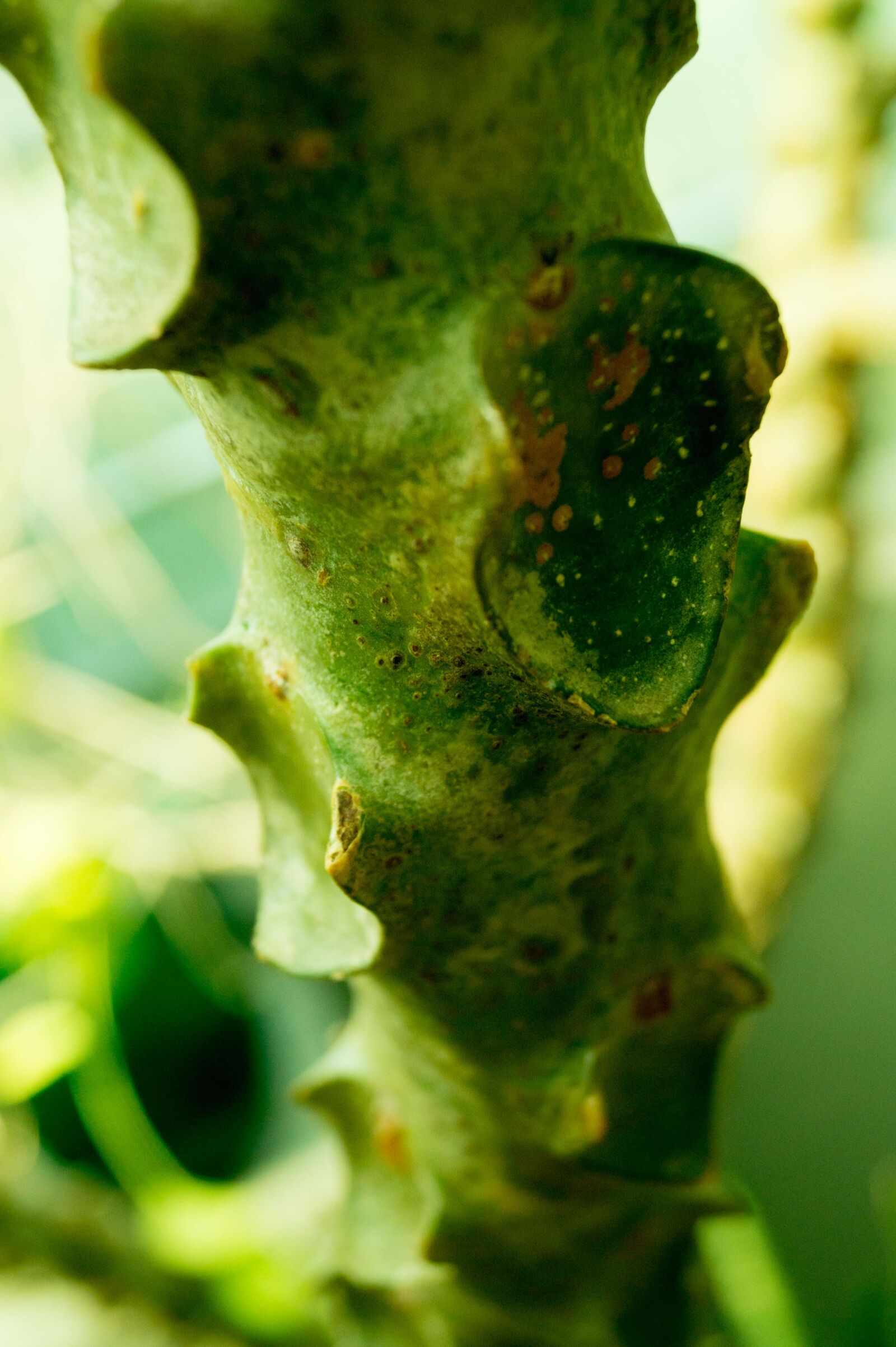 Sony SLT-A58 sample photo. Green, plant, nature, veronicanieves photography