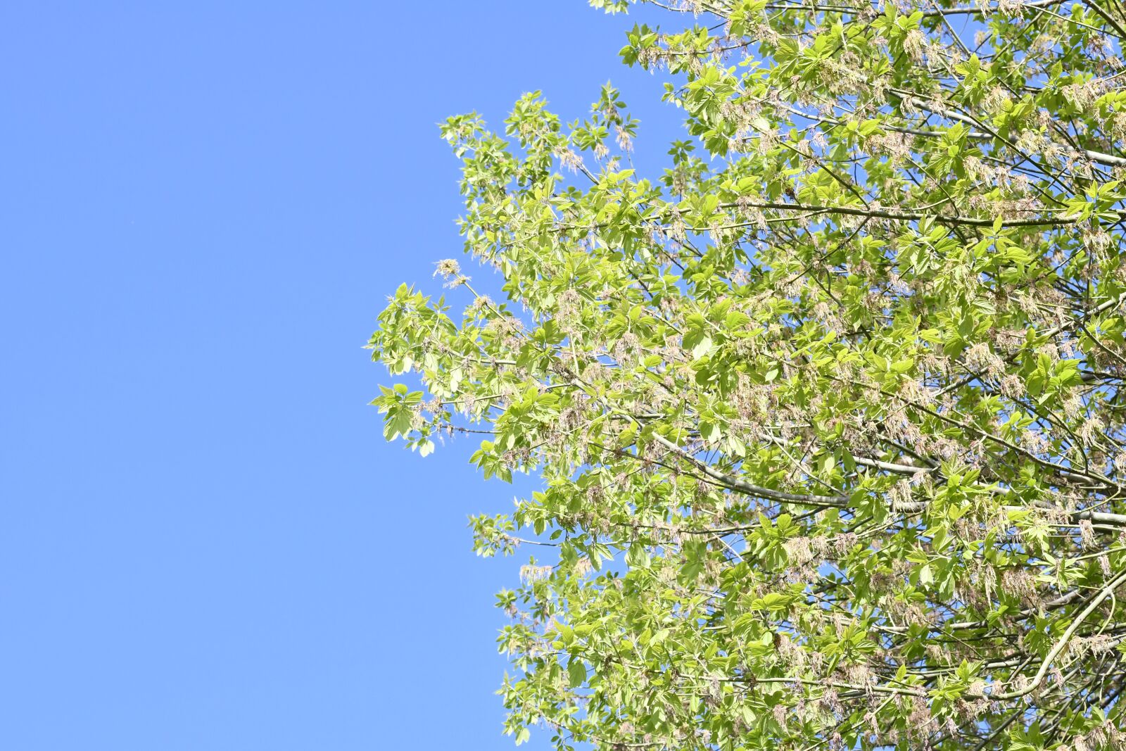 Nikon D7500 sample photo. Spring, plant, tree photography