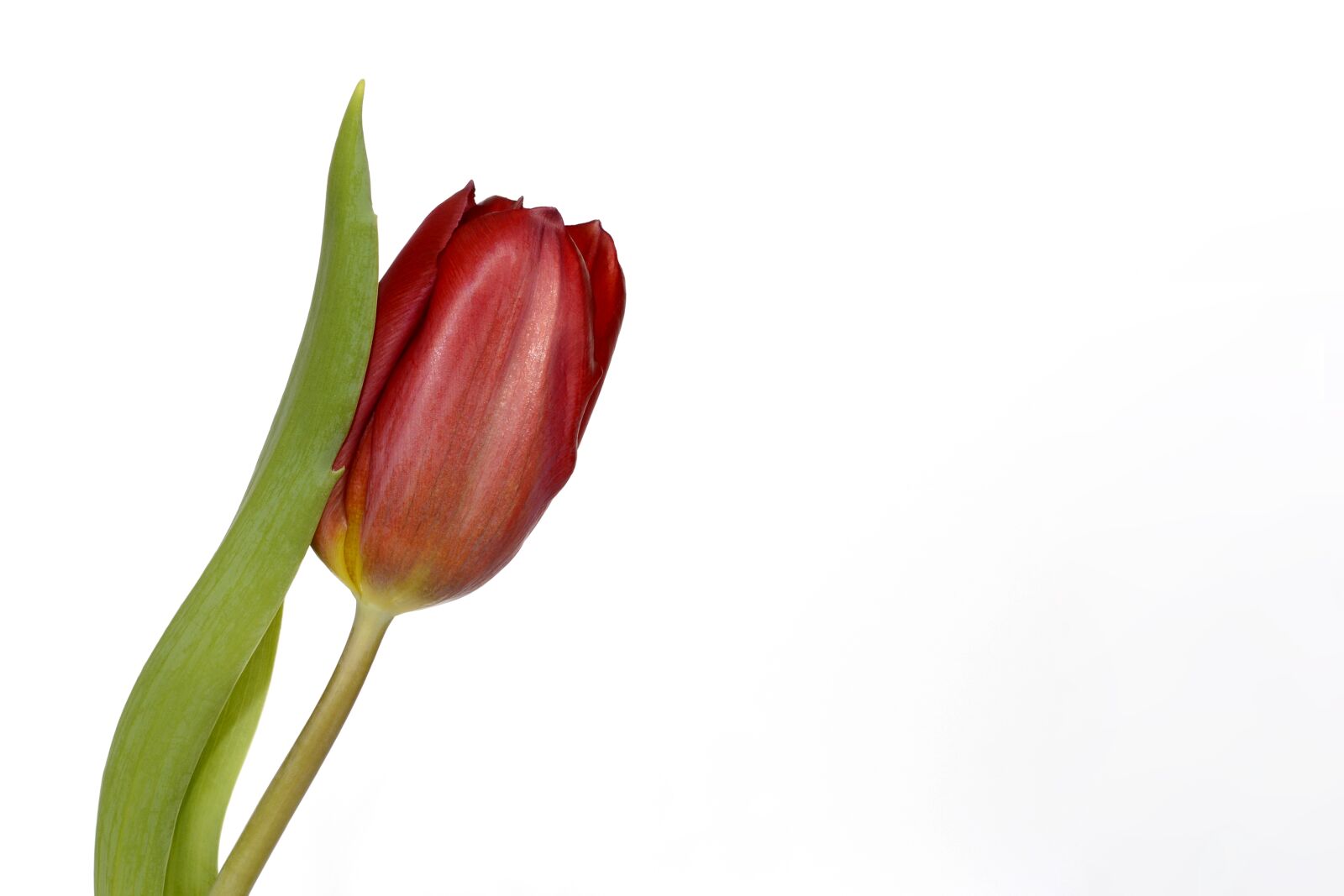 Nikon D7100 sample photo. Tulips, flowers, spring photography