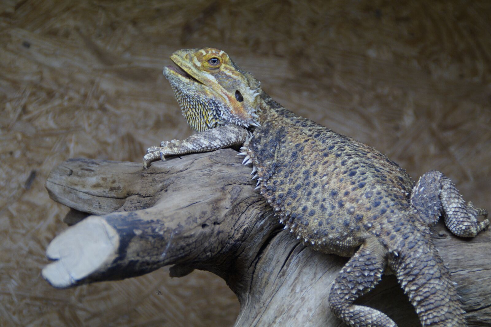 Sony SLT-A58 sample photo. Reptile, lizard, terrarium photography