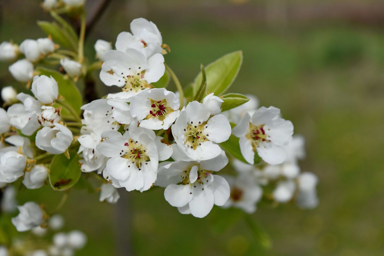 Nikon D5500 sample photo. Branch, details, flowering, orchard photography