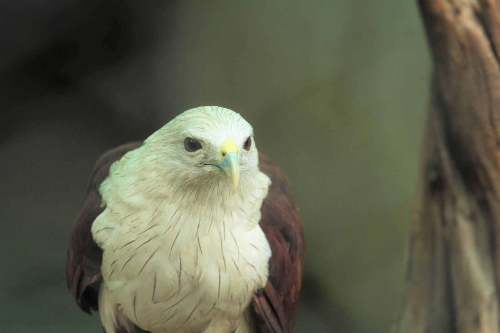 Canon EOS 1200D (EOS Rebel T5 / EOS Kiss X70 / EOS Hi) sample photo. White, eagle, white eagle photography