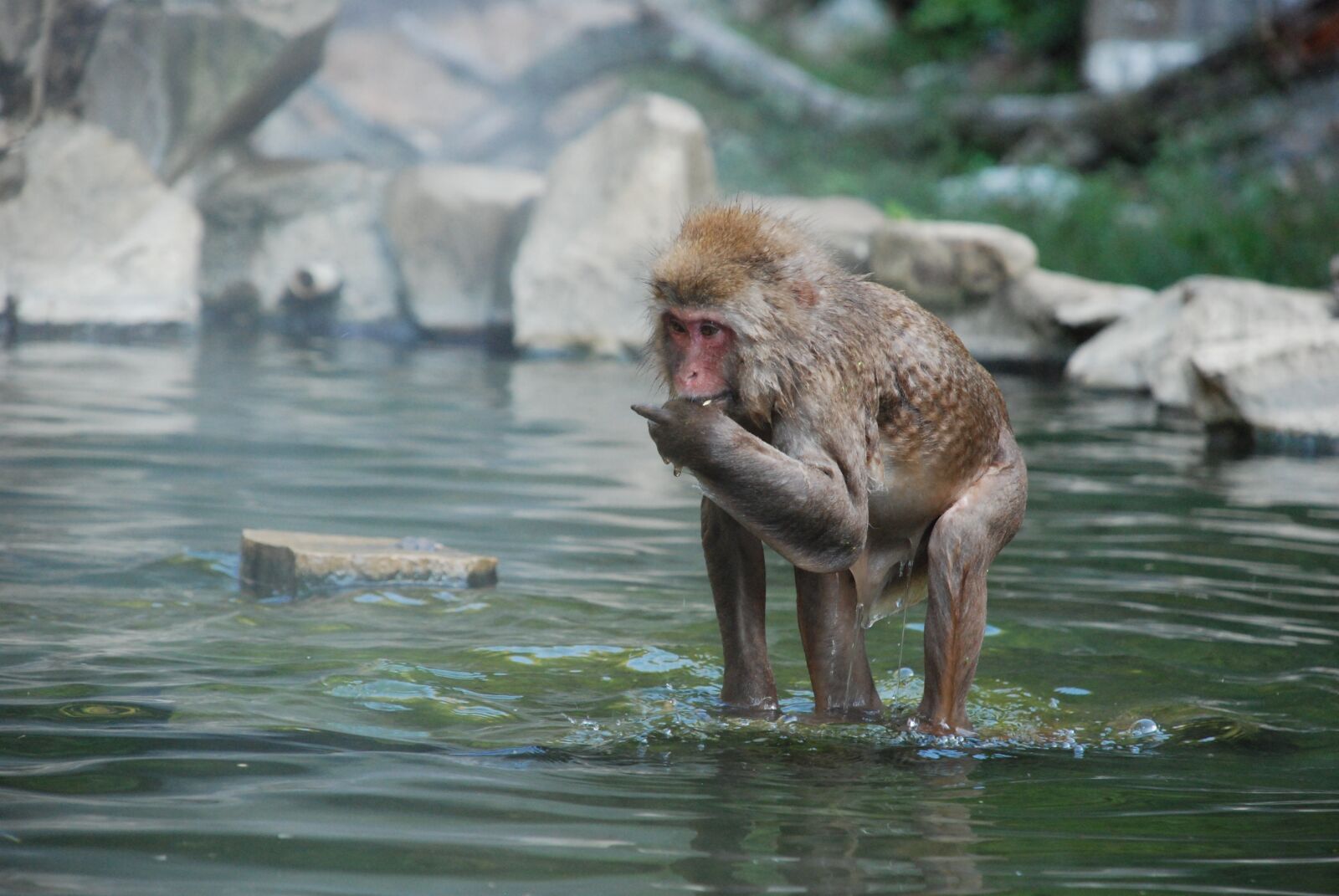 Nikon D80 sample photo. Water, nature, wildlife photography