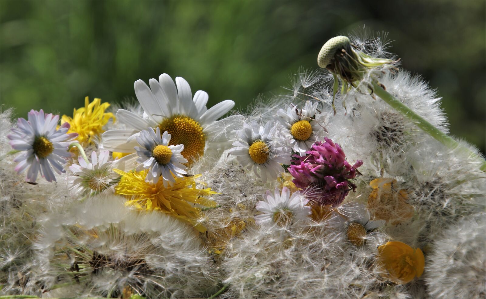 Canon EOS 80D sample photo. Nuns, wild flowers, camomile photography