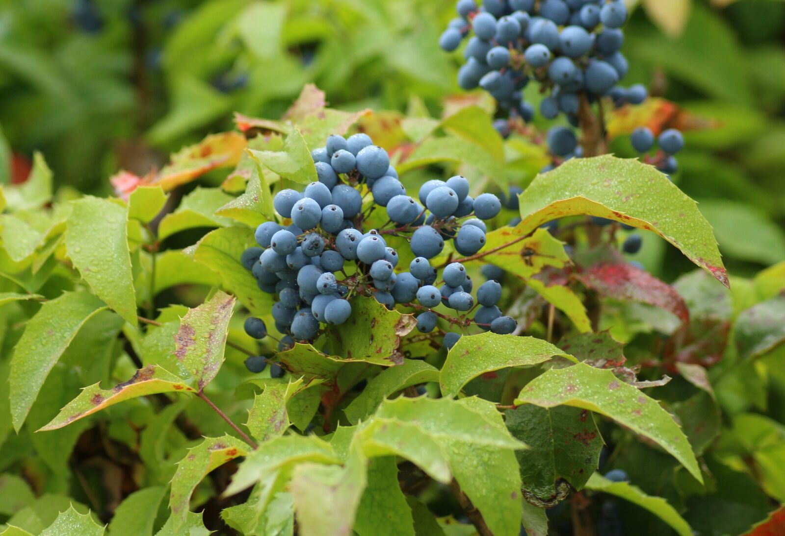 Canon EOS 1200D (EOS Rebel T5 / EOS Kiss X70 / EOS Hi) sample photo. Mahonia common, bush, ornamental photography