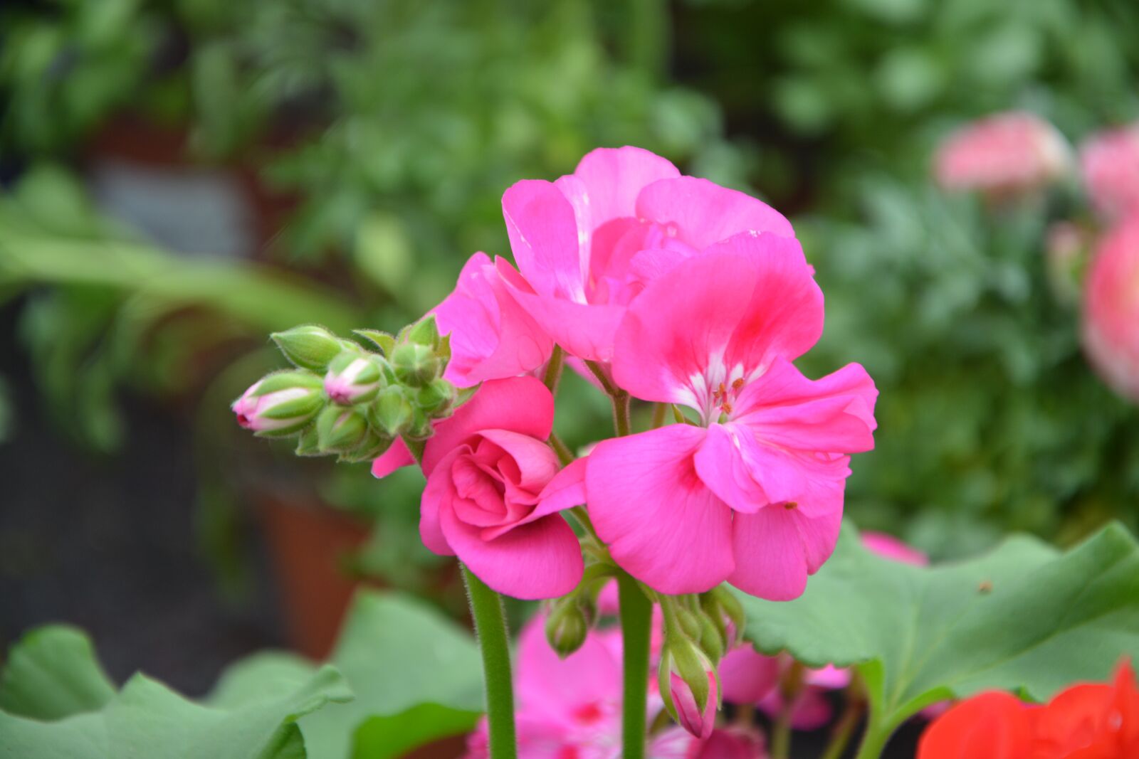 Nikon D5200 sample photo. Flower, rose geranium, nature photography