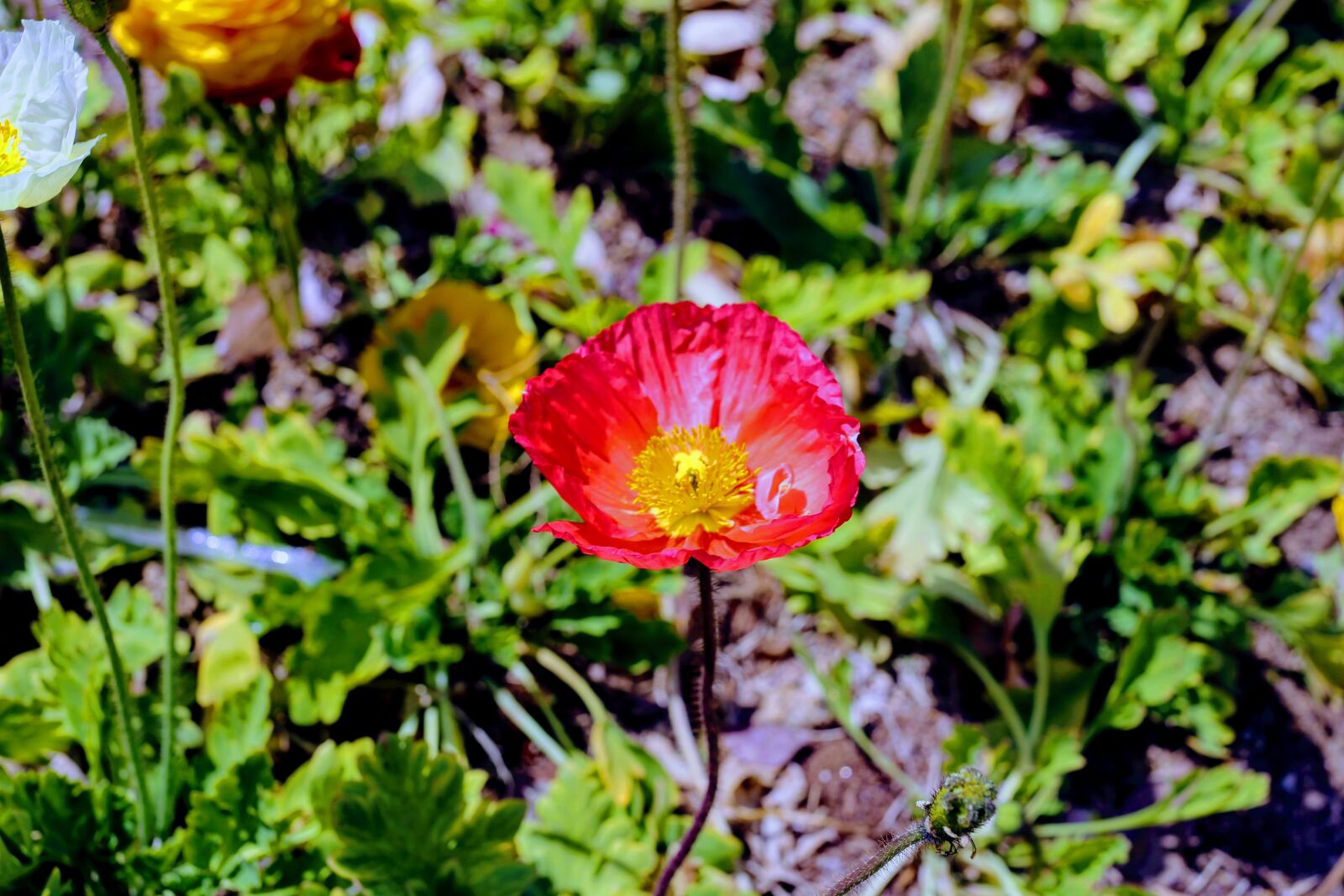 Canon EF 40mm F2.8 STM sample photo. Nature, flower, flora photography