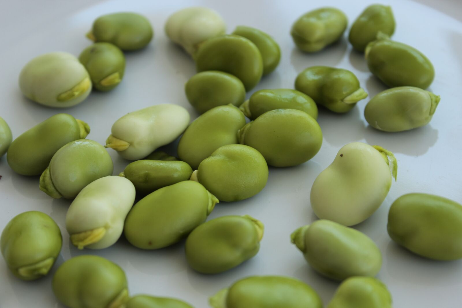 Canon EOS 600D (Rebel EOS T3i / EOS Kiss X5) sample photo. Beans, agriculture, organic photography