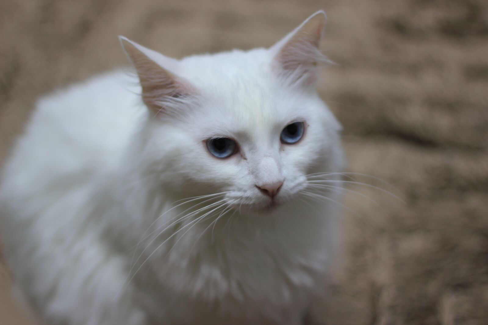 Canon EOS 550D (EOS Rebel T2i / EOS Kiss X4) sample photo. Cute, animalia, cat photography