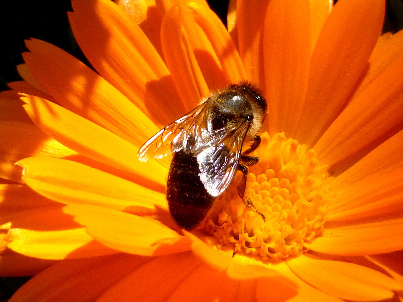 Panasonic Lumix DMC-ZS25 (Lumix DMC-TZ35) sample photo. Insect, bee, honey photography