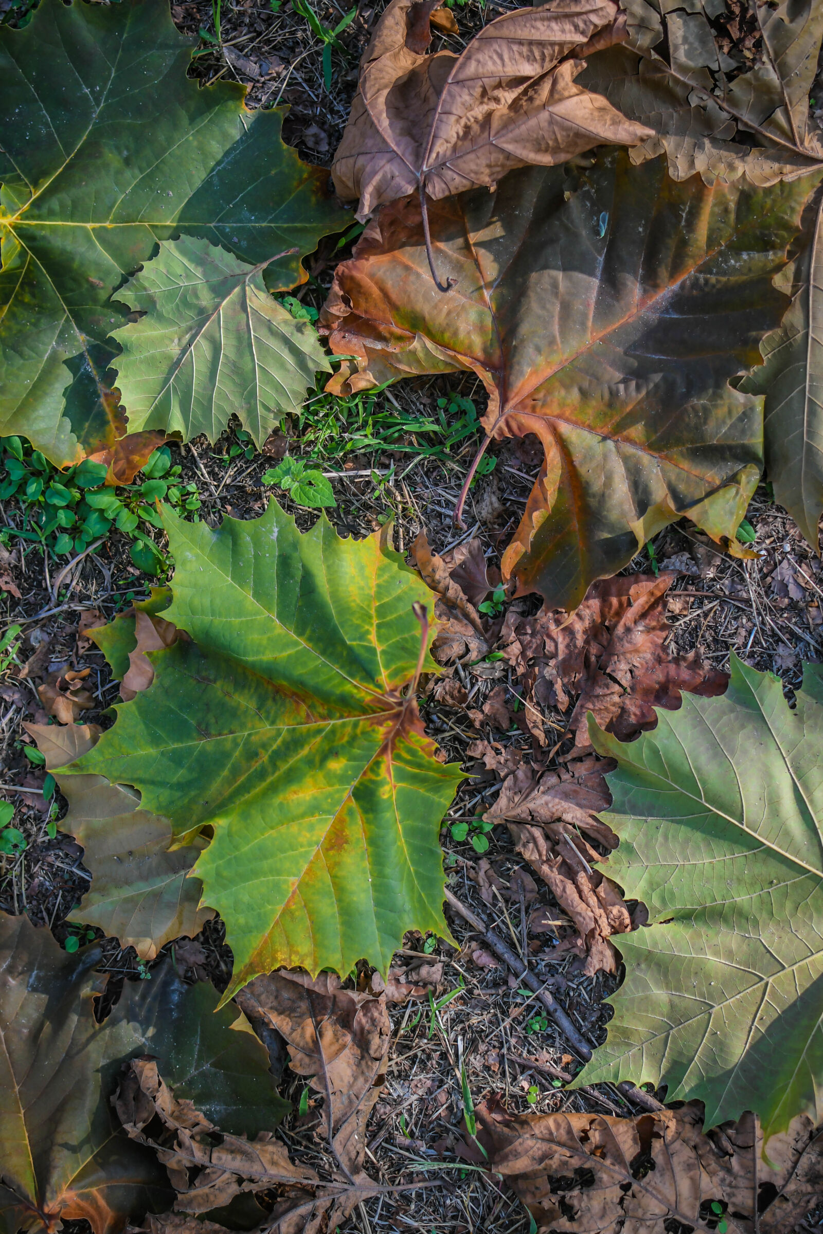 Nikon D500 sample photo. Autumn, autumn, colours, autumn photography