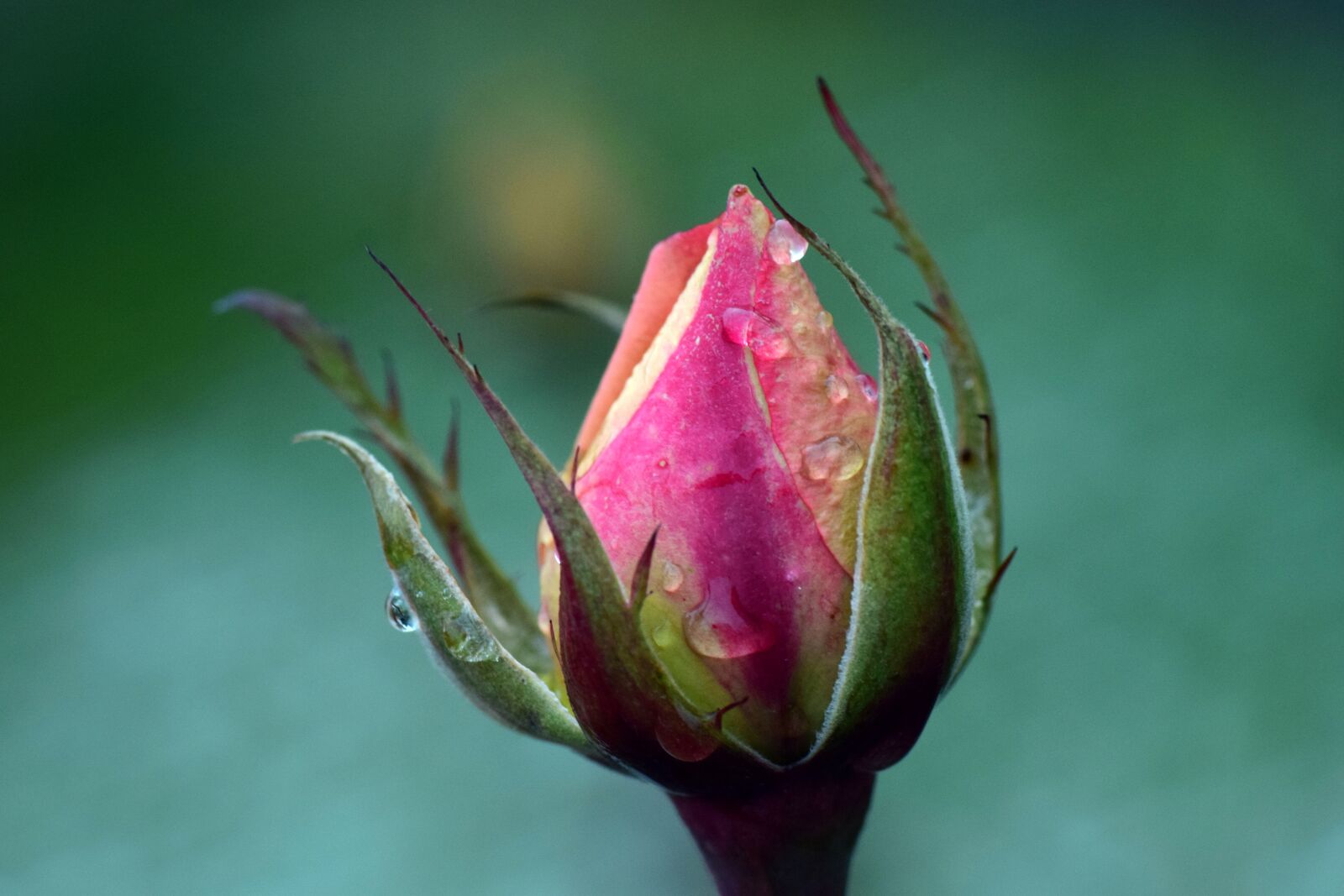 Nikon D3300 sample photo. Rose, bud, tender photography