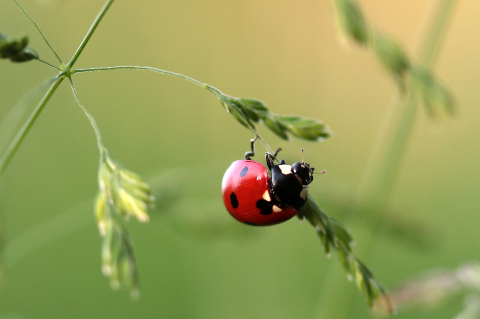 Canon EOS 650D (EOS Rebel T4i / EOS Kiss X6i) sample photo. Ladybug, beetle, coccinellidae photography