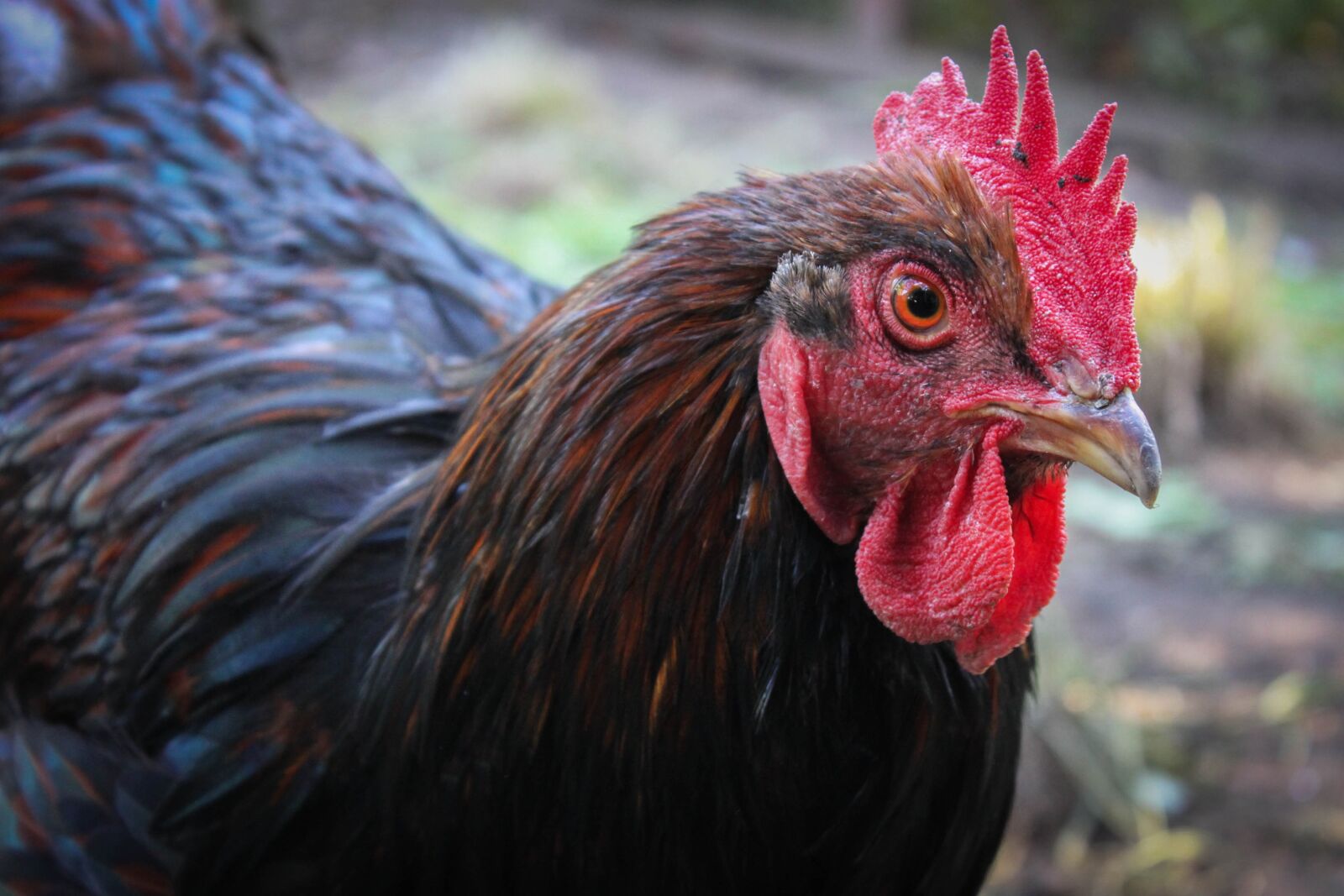 Canon EOS 500D (EOS Rebel T1i / EOS Kiss X3) sample photo. Chicken, hahn, animal photography