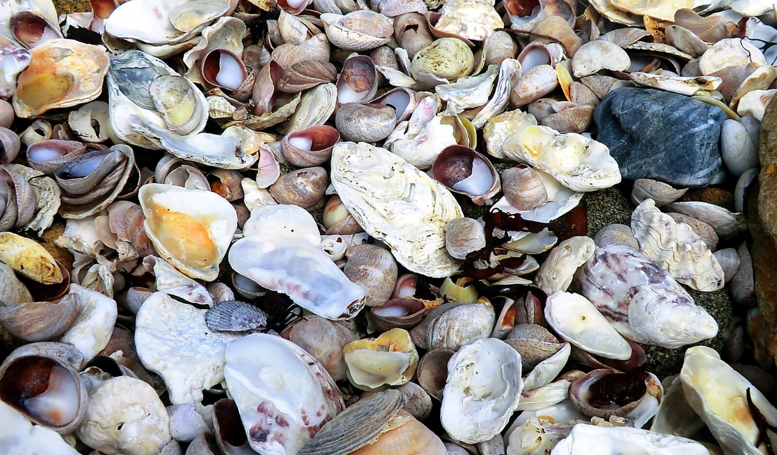CASIO EX-H20G sample photo. Mussels, beach, stones photography