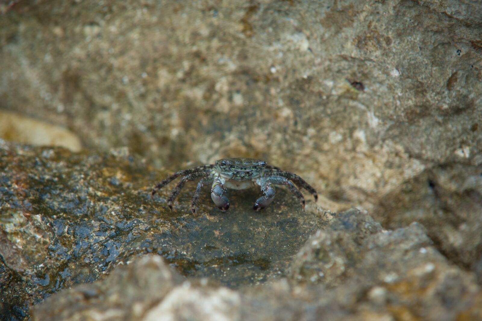 Nikon D700 sample photo. Cancer, mediterranean, meeresbewohner photography