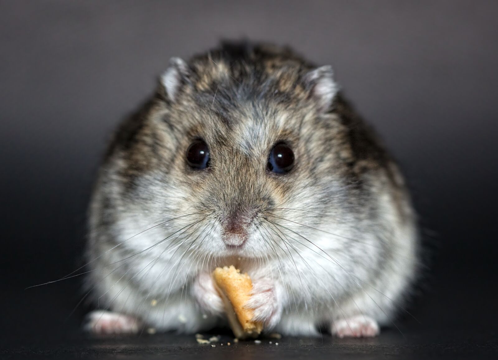 Canon EOS 5D Mark II sample photo. Hamster, rodent, dwarf hamster photography