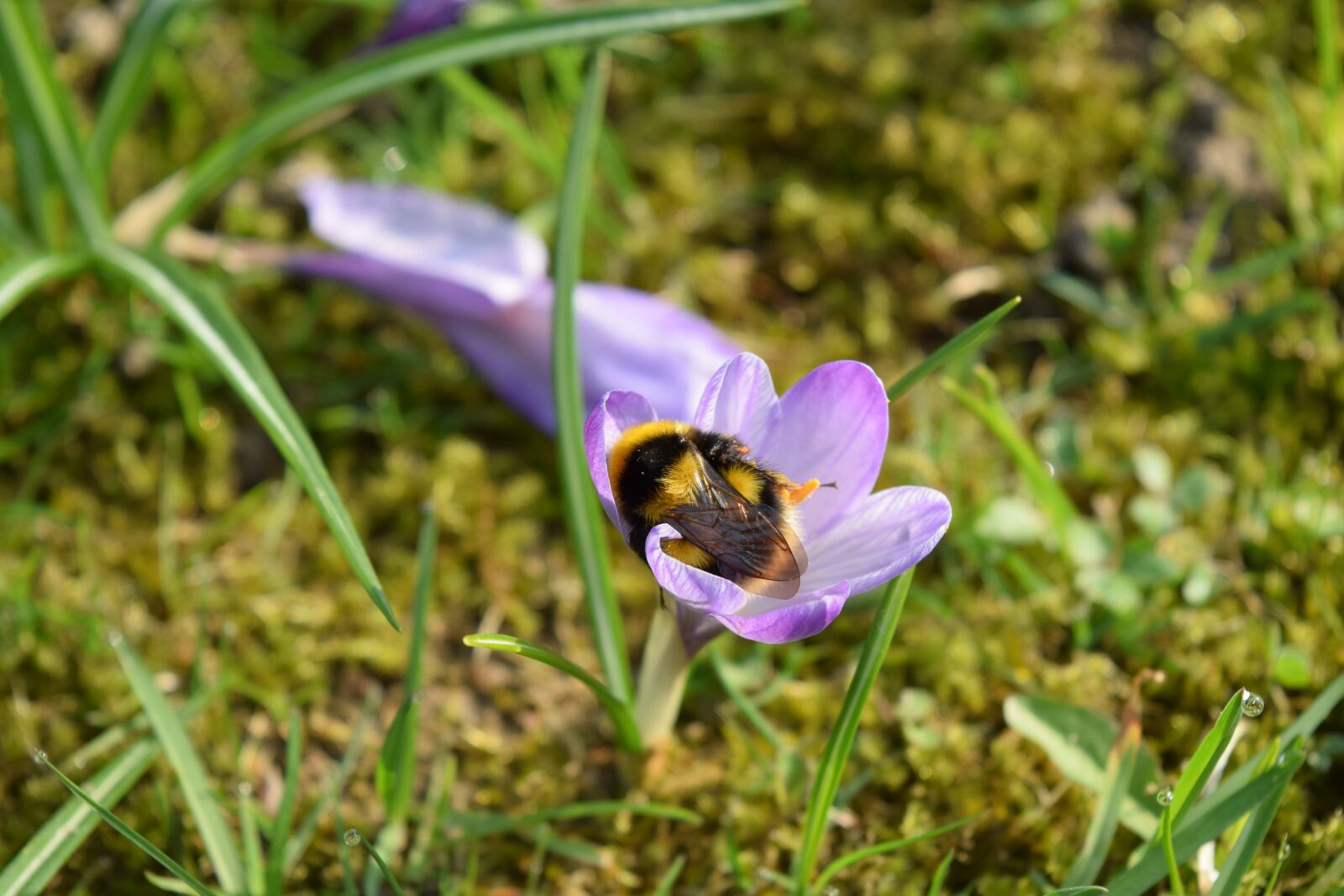 Nikon D5300 sample photo. Macro, hummel, crocus photography