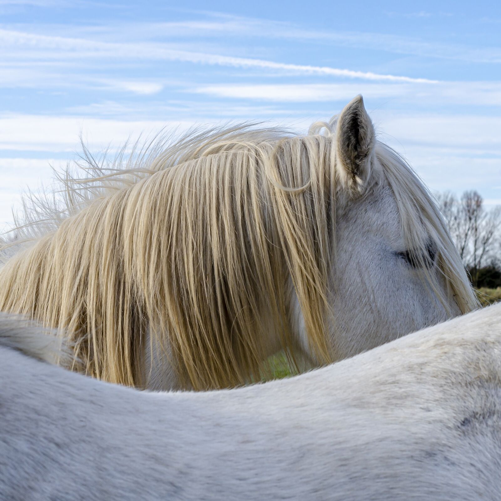 Nikon D7000 sample photo. Horse, horses, camargue photography