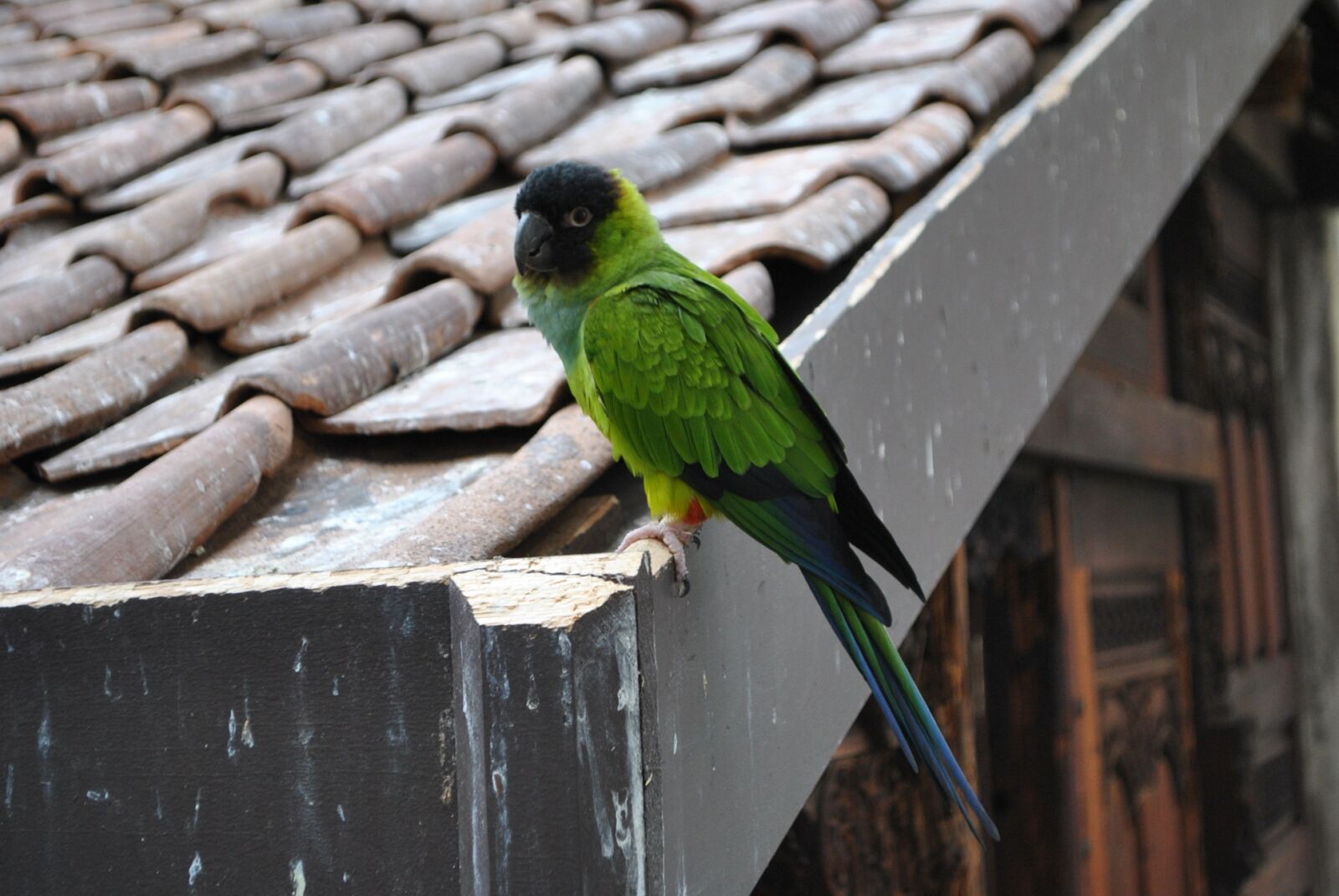 Nikon D3000 sample photo. Bird, nanday conure, conure photography