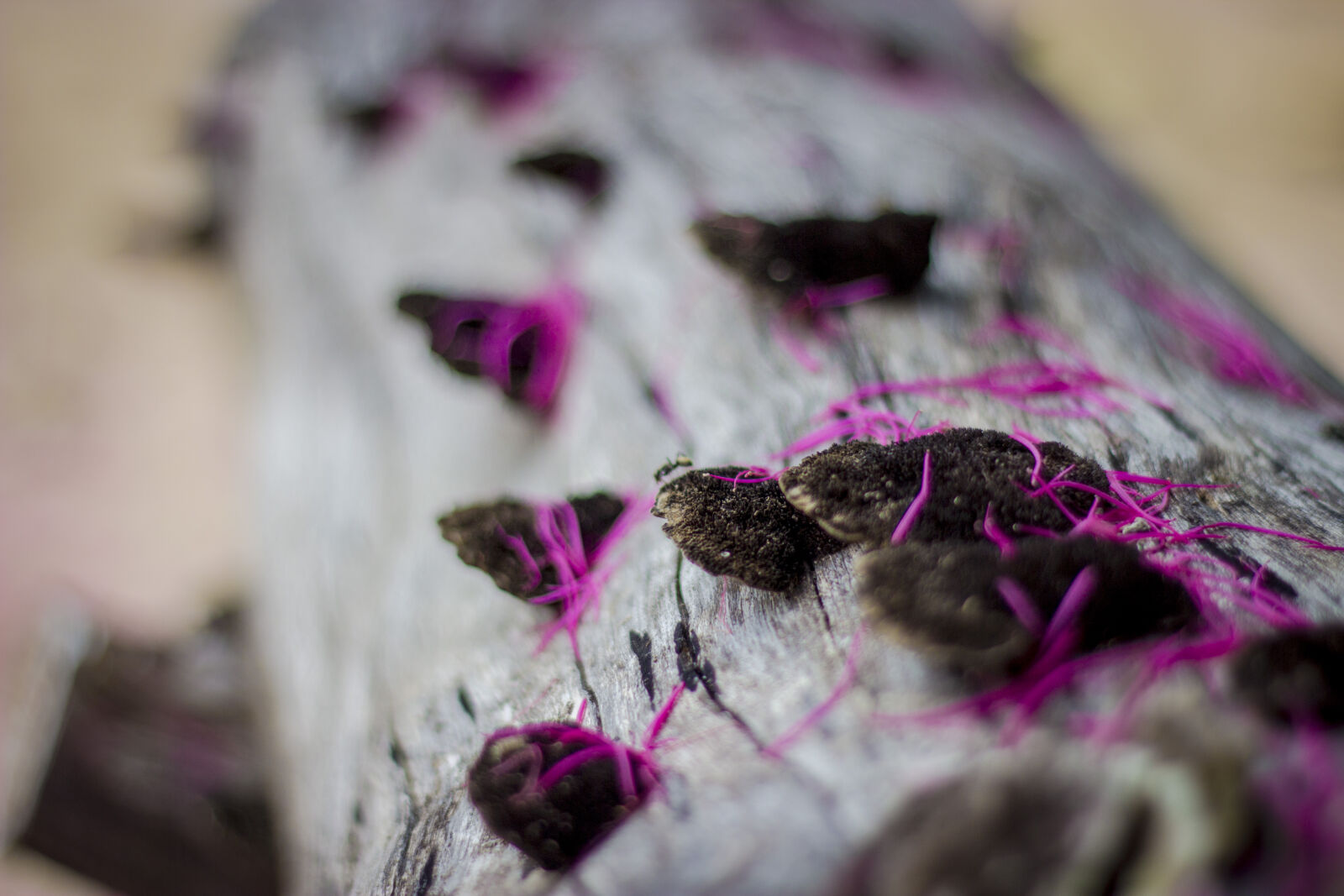 Canon EF 50mm F1.8 II sample photo. Ent, forest, mushroom, mushroom photography