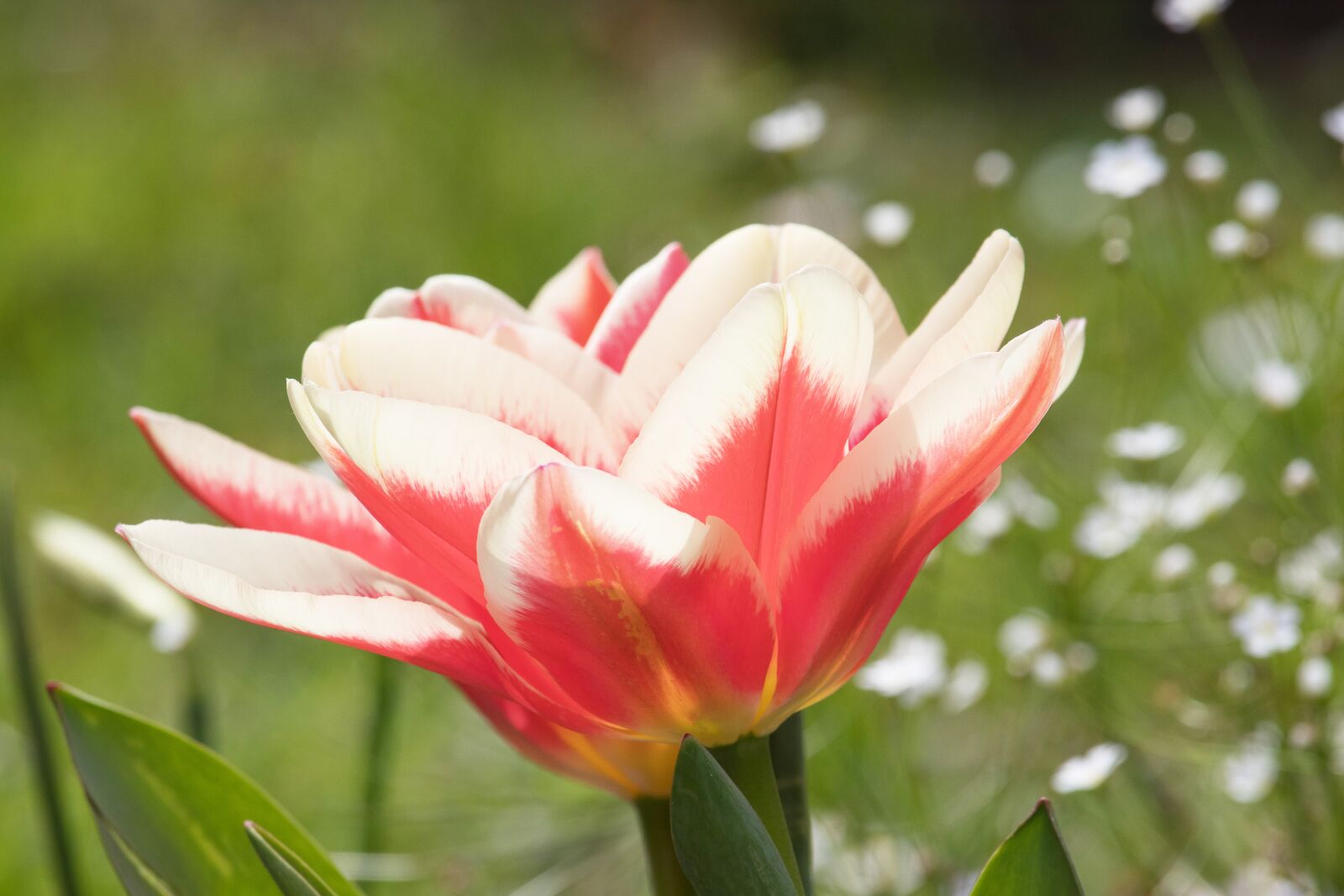 Canon EF-S 55-250mm F4-5.6 IS STM sample photo. Tulip, flower, plant photography