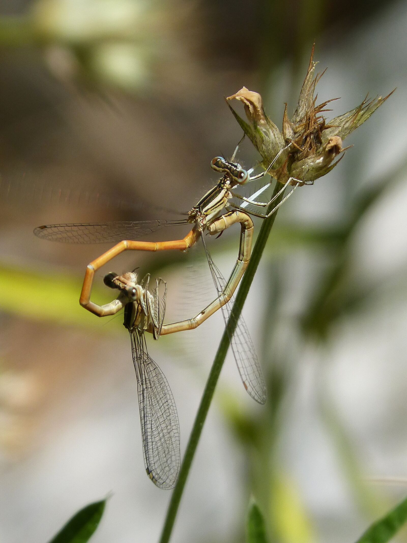 Panasonic DMC-FZ62 sample photo. Dragonflies, reproduction, copulation photography