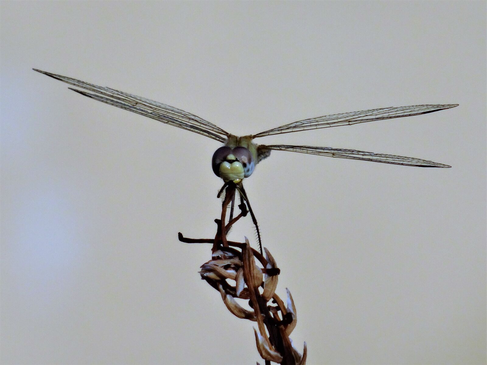 Sony Cyber-shot DSC-HX50V sample photo. Dragonfly, buzz, nature photography