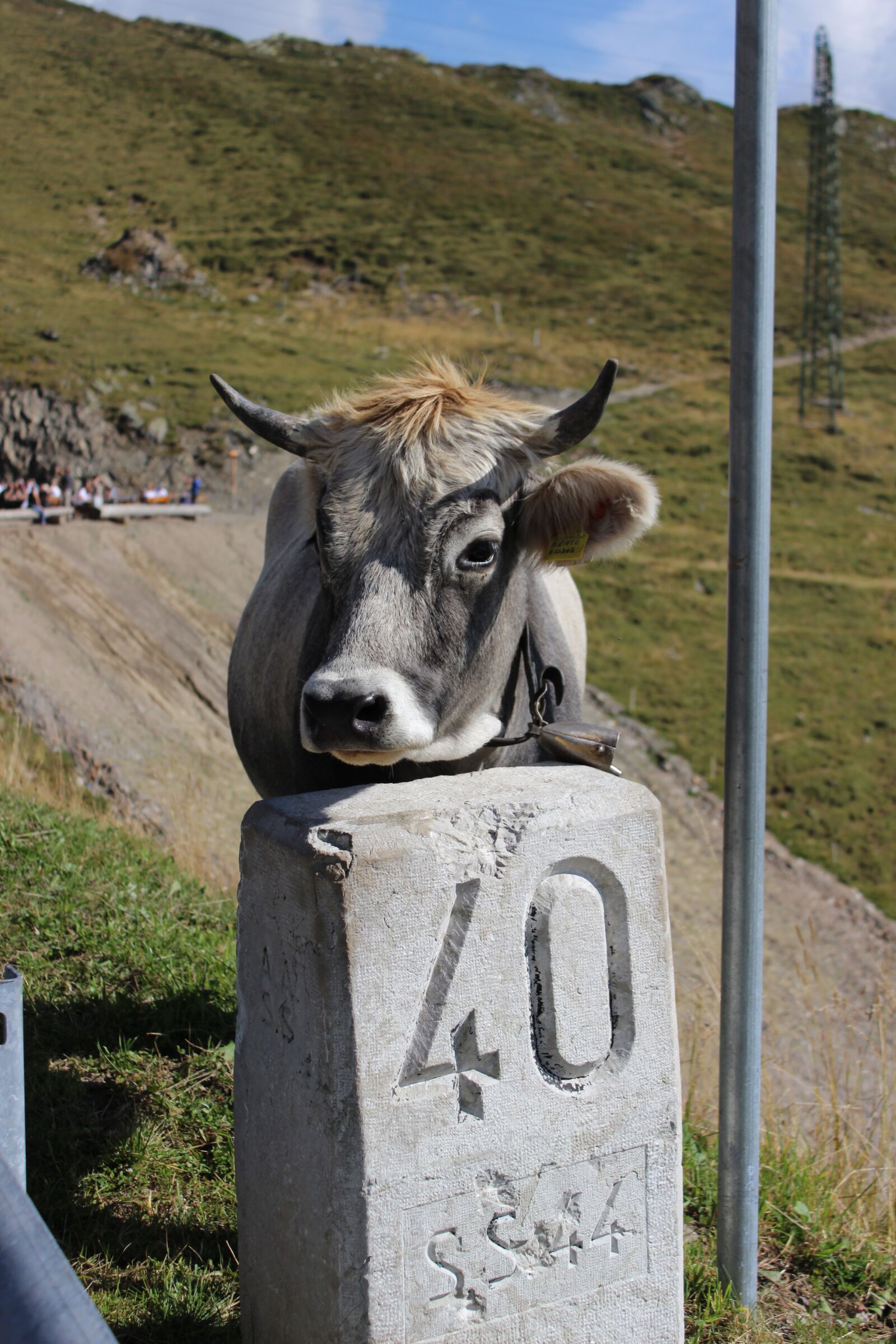 Canon EOS 600D (Rebel EOS T3i / EOS Kiss X5) sample photo. Cow, cattle, brenner pass photography