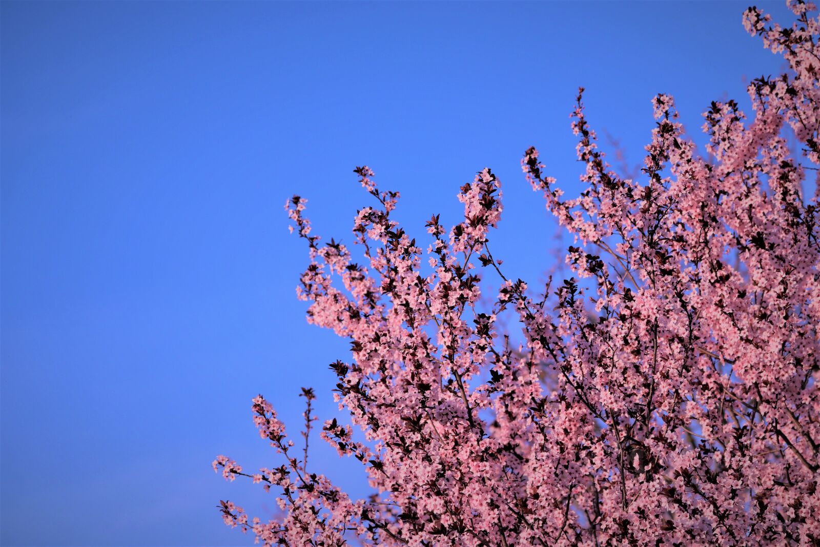 Canon EOS 200D (EOS Rebel SL2 / EOS Kiss X9) sample photo. Spring, pink flowers, evening photography