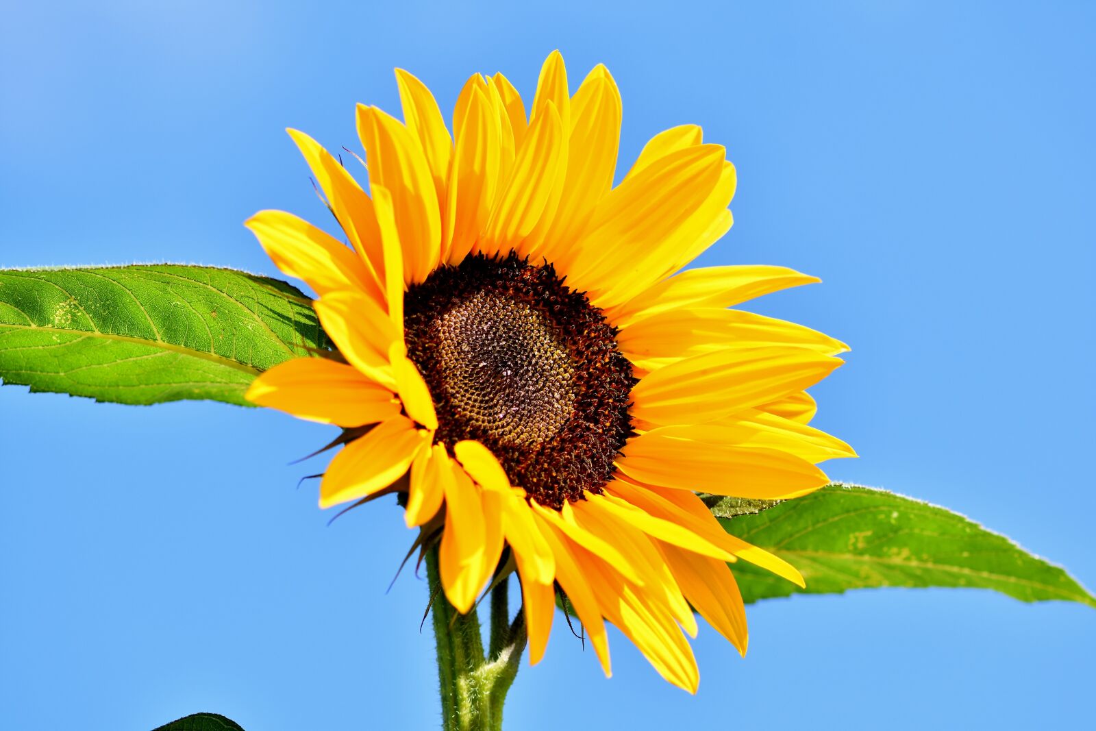 Nikon D7200 sample photo. Sunflower, flower, blossom photography