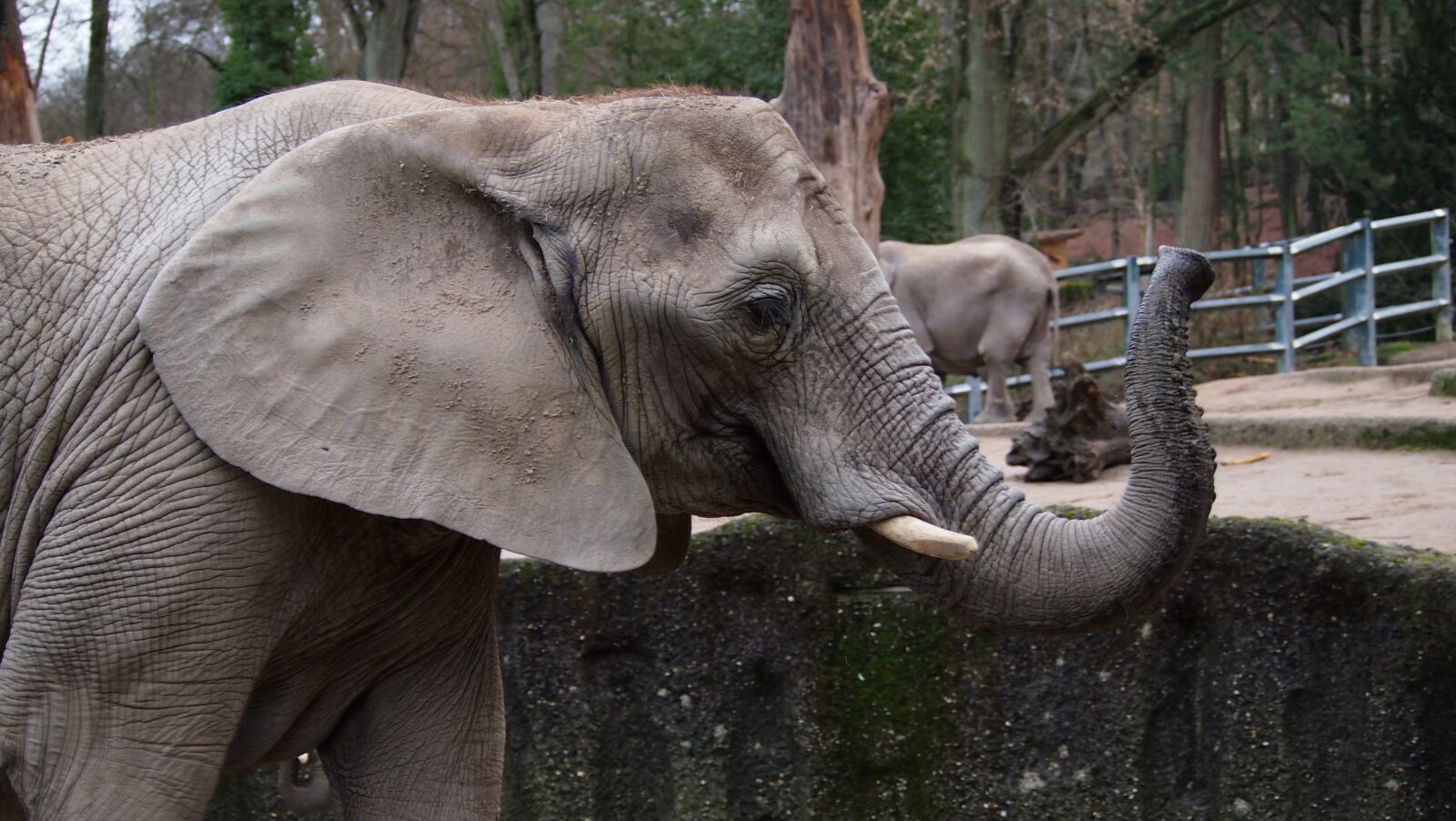 Olympus PEN E-PL3 sample photo. Elephant, zoo, wuppertal photography
