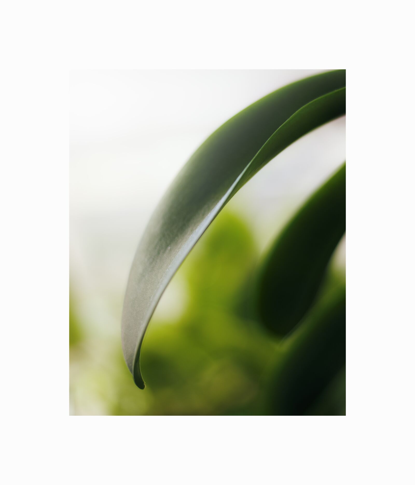 Nikon D90 sample photo. Green, plant, nature photography