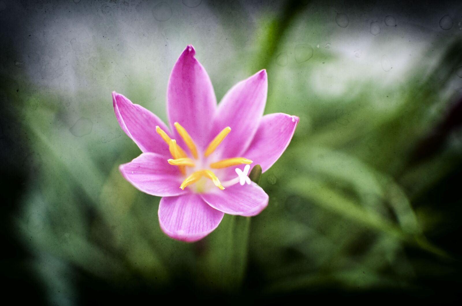 Nikon D90 sample photo. Nature, garden, flowers photography