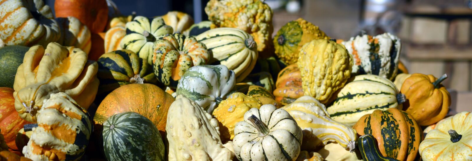 Nikon D7100 sample photo. Pumpkin, gourd, autumn photography