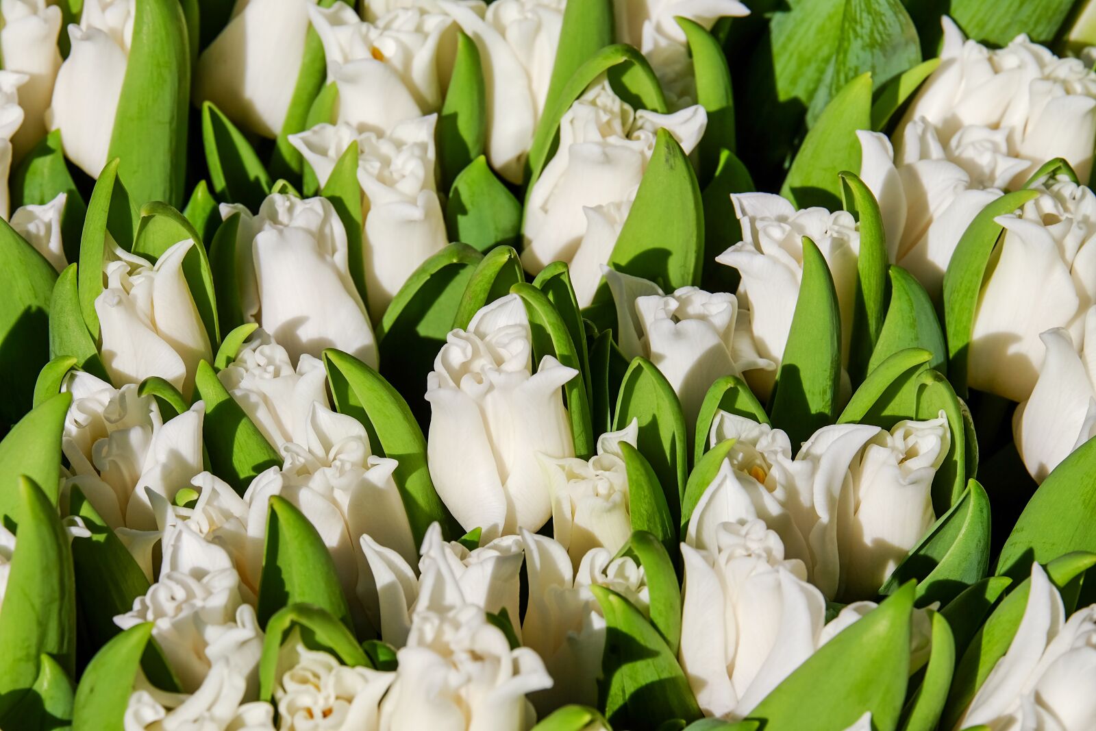 Fujifilm XF 55-200mm F3.5-4.8 R LM OIS sample photo. Tulips, flowers, bloom photography
