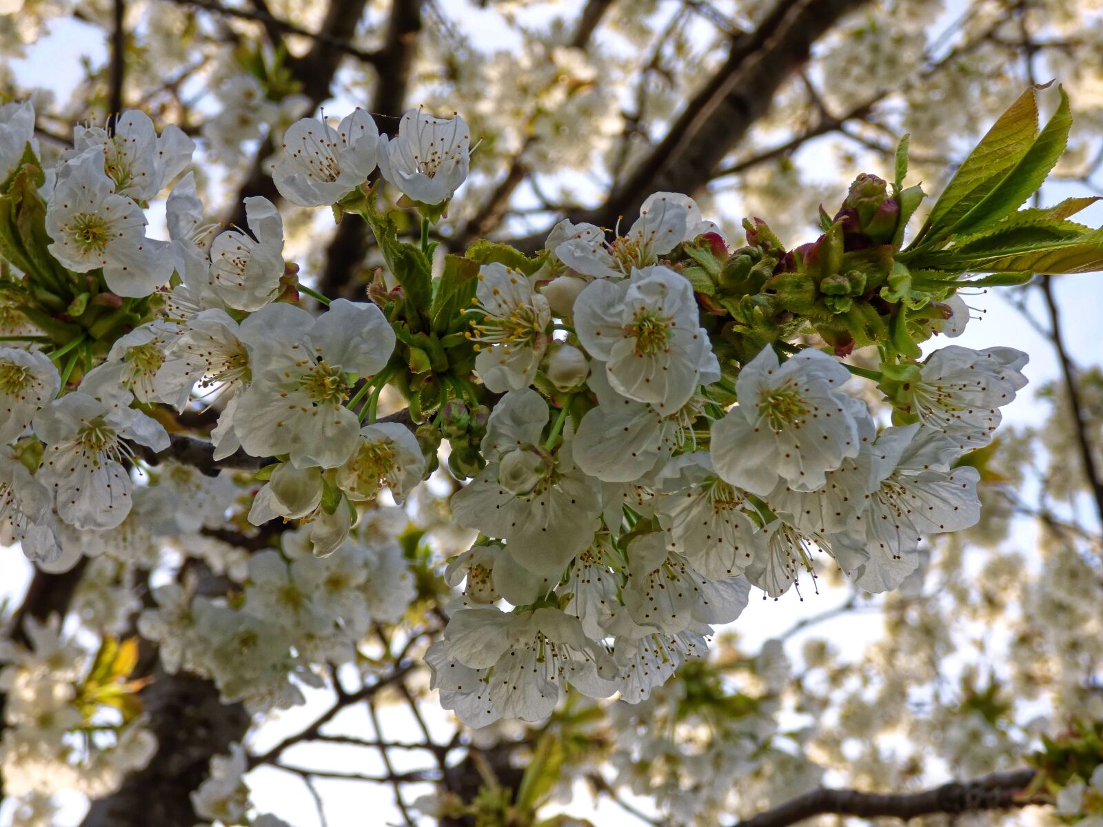 Panasonic DMC-FZ72 sample photo. Trees, flowers, cherry photography
