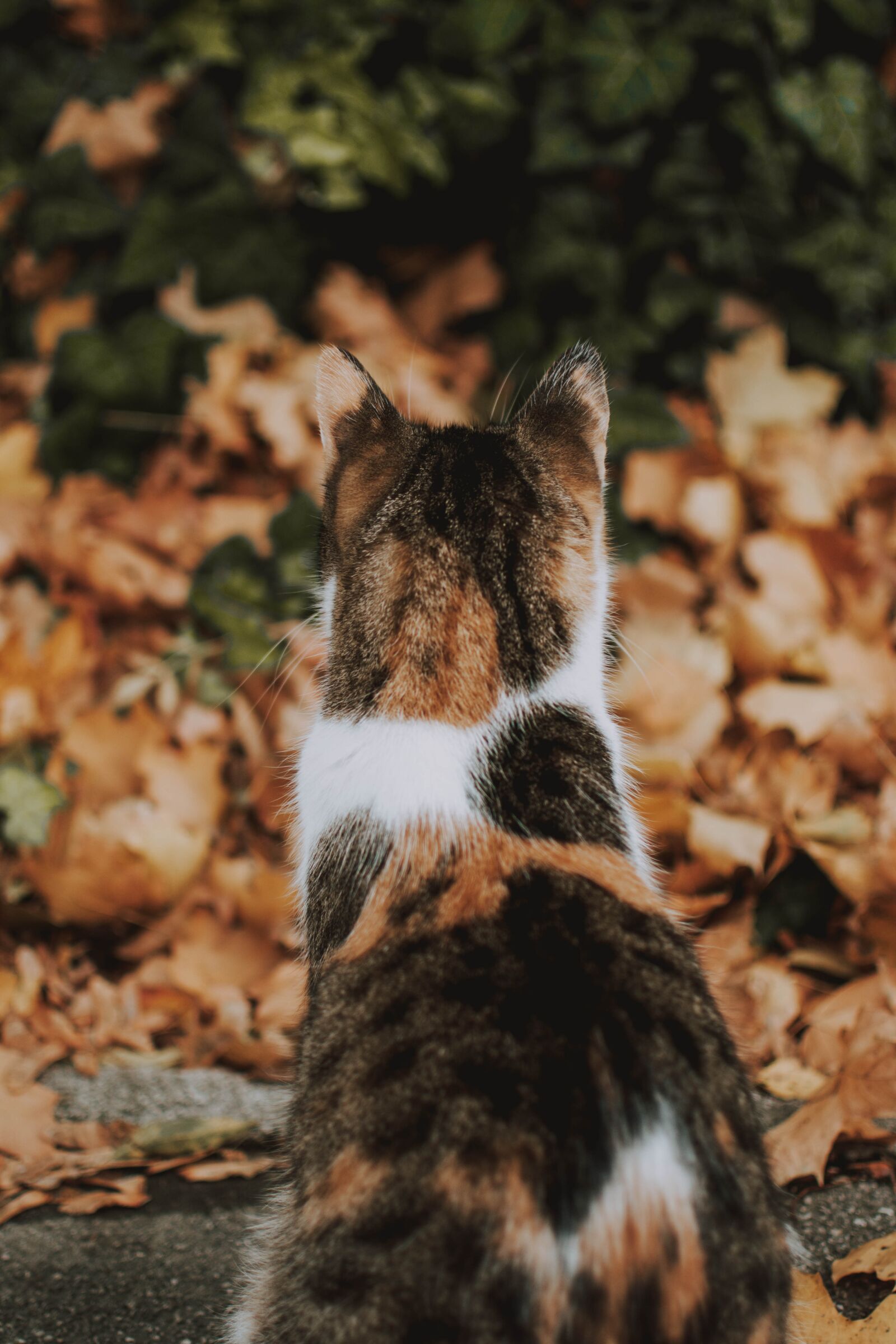 Nikon D5200 sample photo. Cat, autumn, autumn mood photography