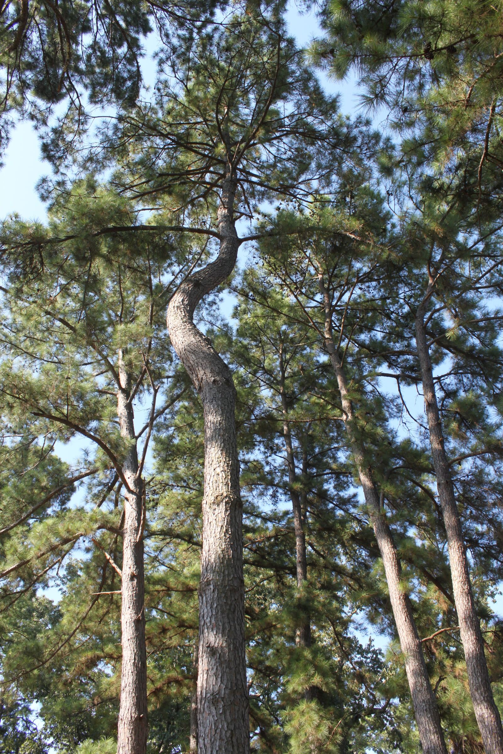 Canon EOS 500D (EOS Rebel T1i / EOS Kiss X3) sample photo. Tree, nature, environment photography