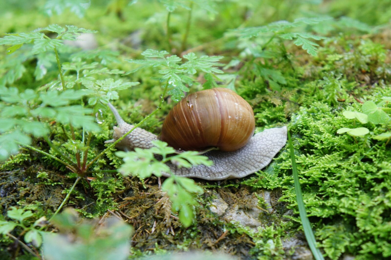 Sony Alpha NEX-5 + Sony E 18-55mm F3.5-5.6 OSS sample photo. Snail, animal, shell photography