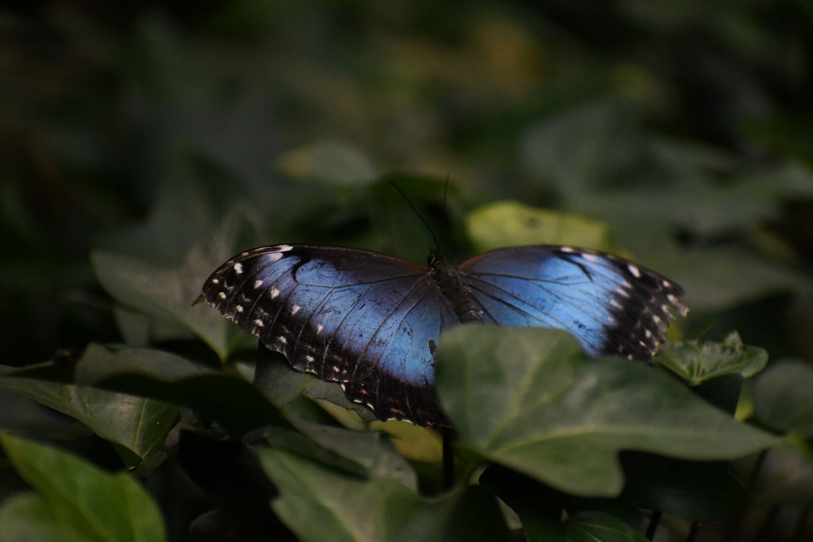 Nikon D7500 sample photo. Butterflies, blue, wings photography