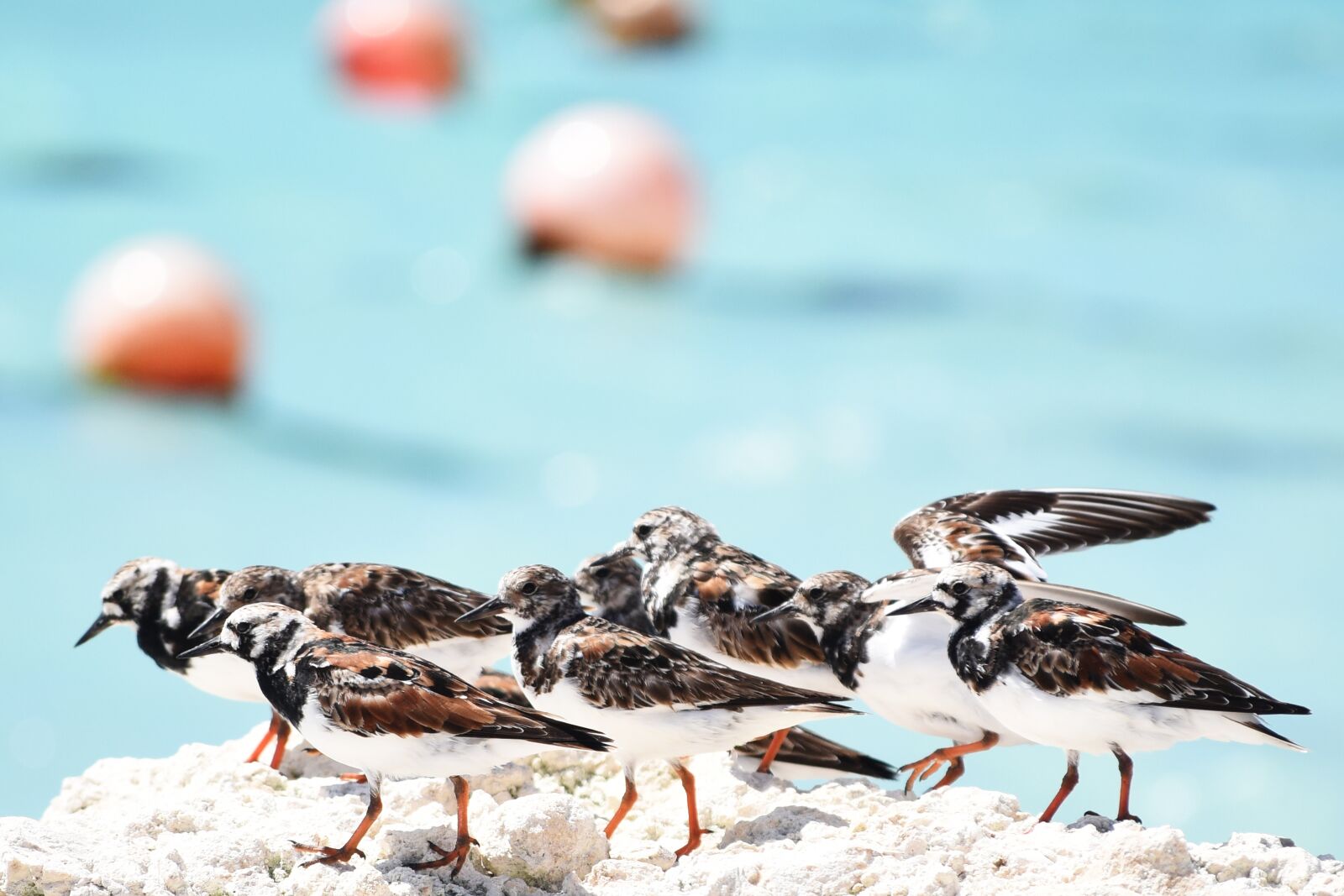 Nikon D810 sample photo. Birds, nature, wild life photography