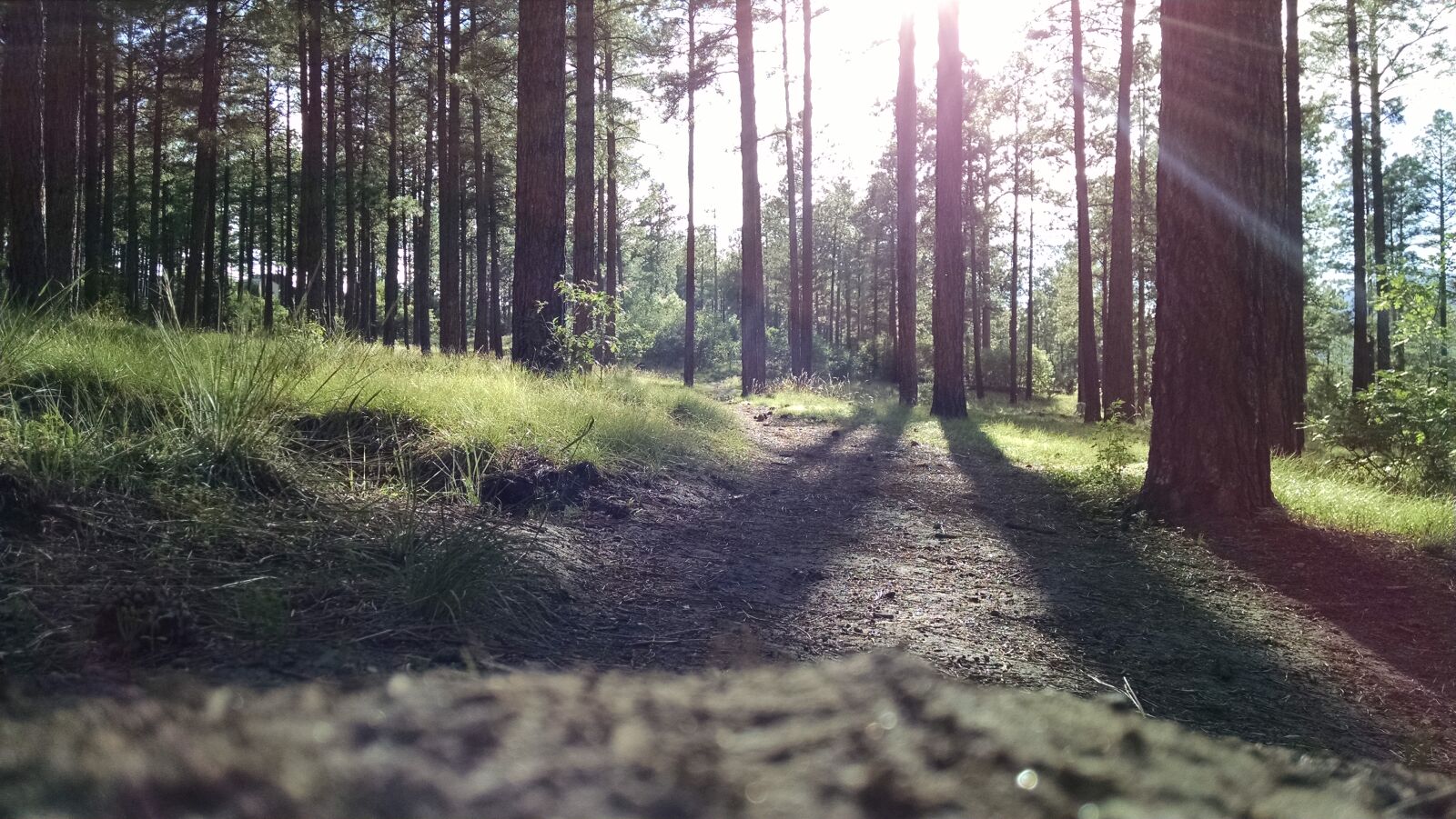 Motorola XT1080 sample photo. Green, grass, near, trees photography