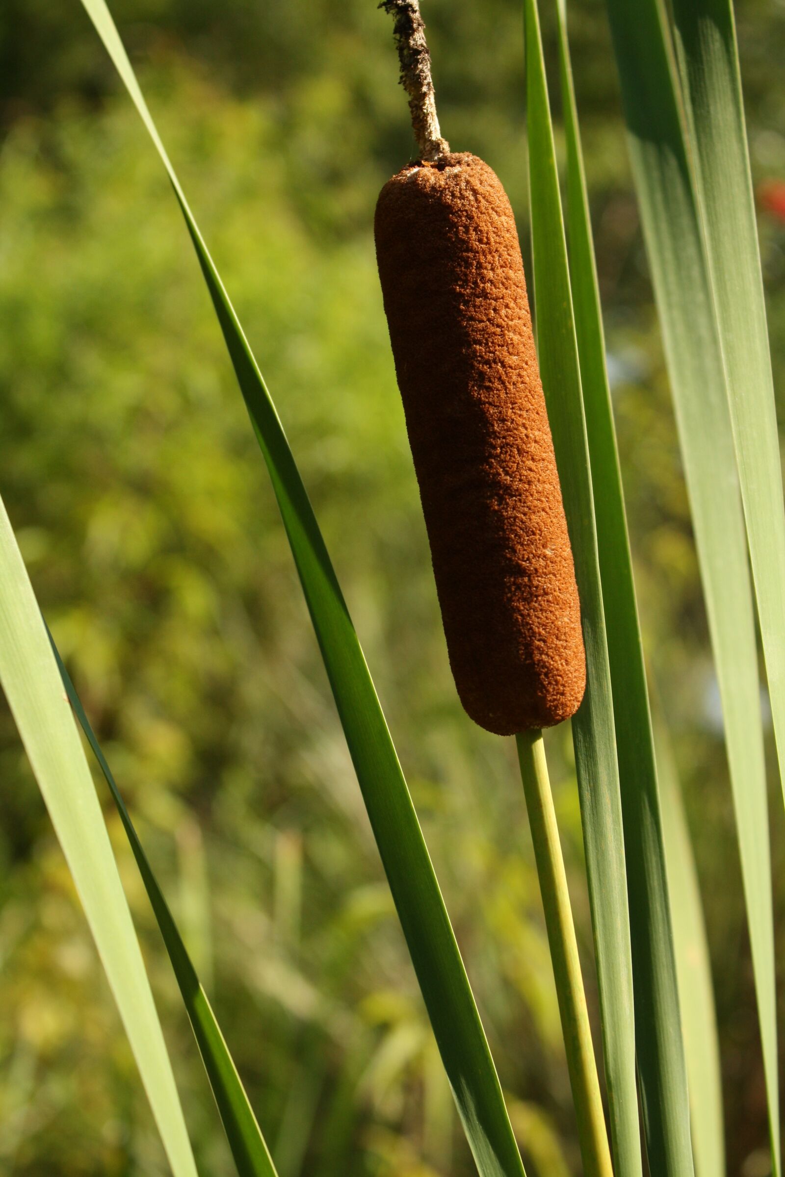 Canon EOS 1000D (EOS Digital Rebel XS / EOS Kiss F) sample photo. Cattail, plant, nature photography