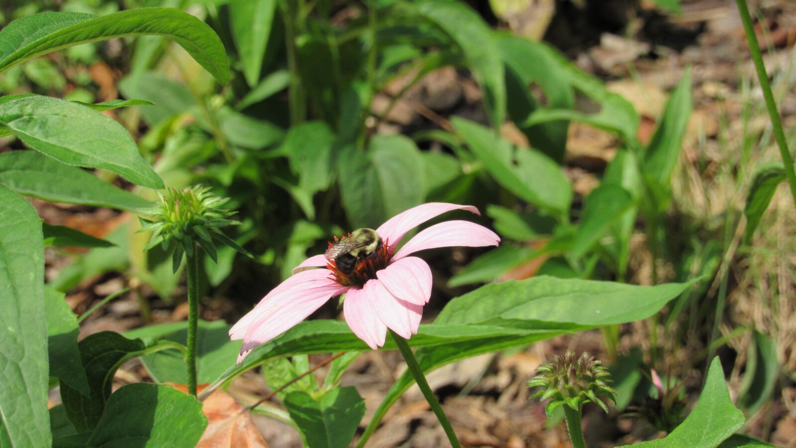 Canon PowerShot SX530 HS sample photo. Bee, flower, nature photography