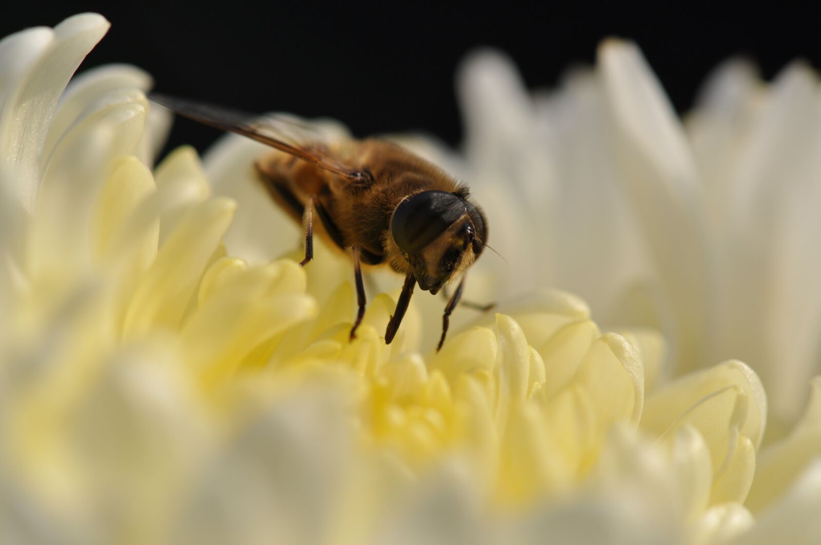 Nikon D5000 sample photo. Flower, bee, bees photography
