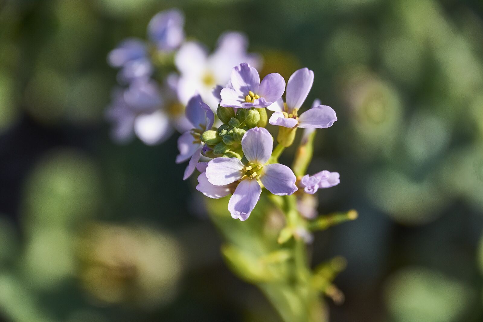Nikon D7200 sample photo. Flower, garden, plant photography